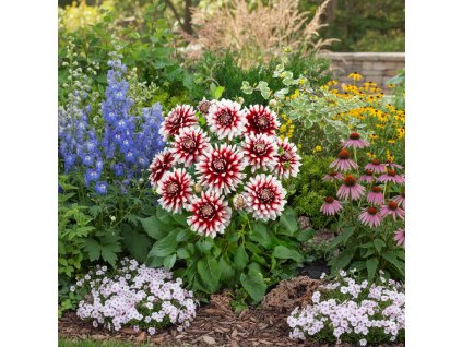 dahlia garden 1769681080332