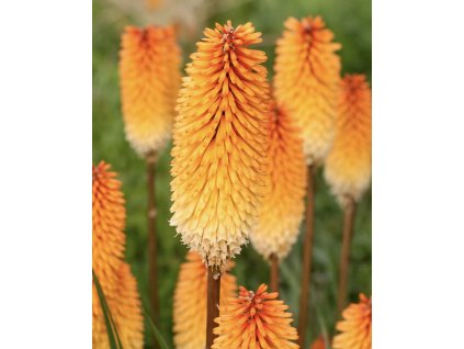 EAB269D0 057C 47B7 9B29 A07D0A8F4E04