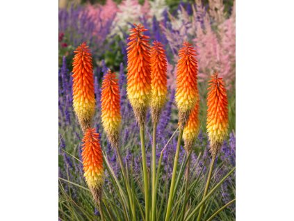 33fe7f7f 793e 42b7 9fd4 fe268f55eb62