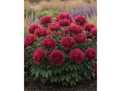 245C9385 27ED 4F68 9059 2937D0A28BB0