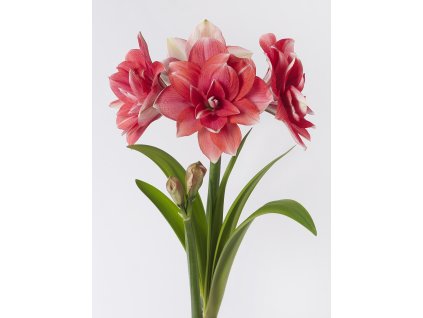 FA 20 0041 Hippeastrum Double Dream