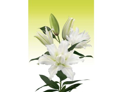 Roselily Eleonora 3