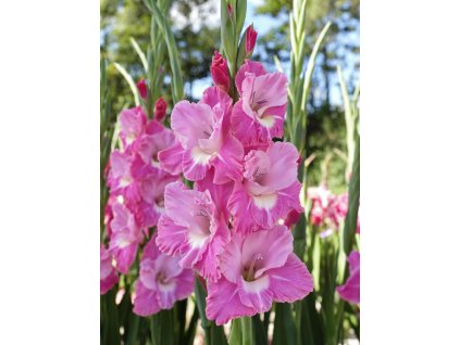 FA 20 0492 Pink Parrot NEW