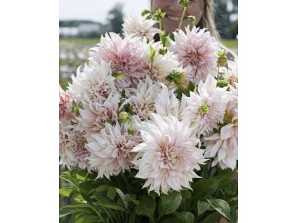 09F1C8C1 29BB 4A23 9CBD D83CC71D7528