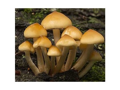 259 trepenitka makova