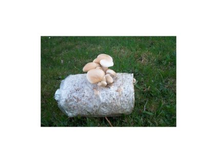 241 1 polnickanaslame