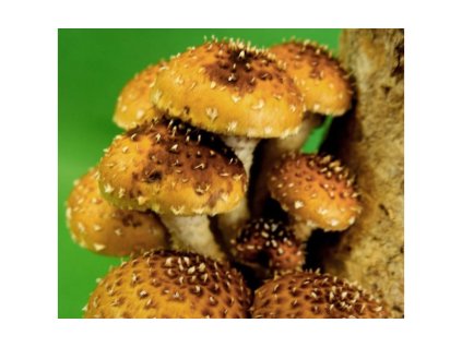 256 1 supinovka slizska