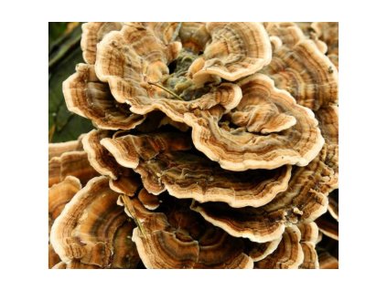 193 1 outkovkapestra