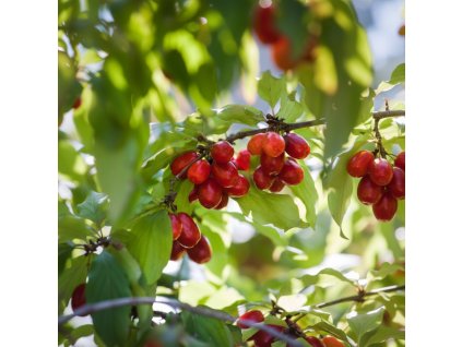 garden background 1769519914735