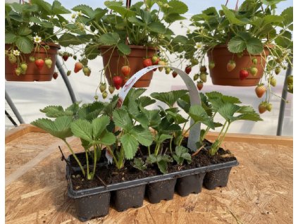 white bg result (85)