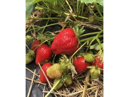 Generated Image November 11, 2025 9 16AM