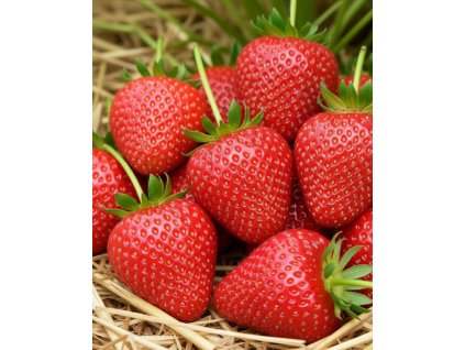 Generated Image November 11, 2025 9 33AM