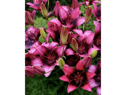 2B649049 418A 42BA B836 B58CDF6A132D