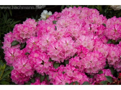 Rododendron yakushimanum 'Polaris' kontejner 5 L