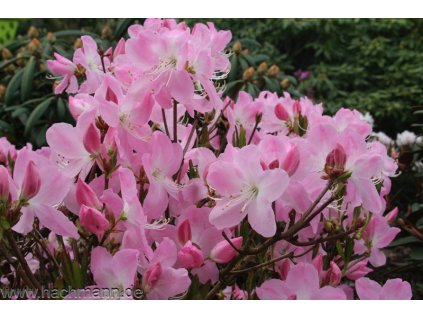 Rododendron schlippenbachii 25-30 cm kontejner 5 L