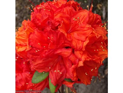laubabwerfende azalee feuerwerk rhododendron luteum feuerwerk gartenazalee knap hill azalee