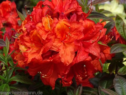 laubabwerfende azalee aprikot rhododendron luteum aprikot gartenazalee knap hill azalee