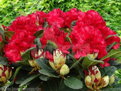 Rododendrony Prodej () Rododendrony Prodej