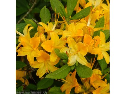 rhododendron calendulaceum big bird rhododendron luteum birg bird gartenazalee knap hill azalee