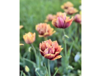 Tulipán 'Callahan' 5 ks