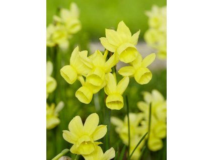 FA 22 0117 Narcissus Angels Whisper