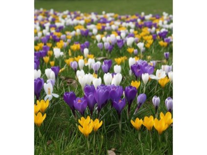Mix velkokvětých krokusů  30 ks