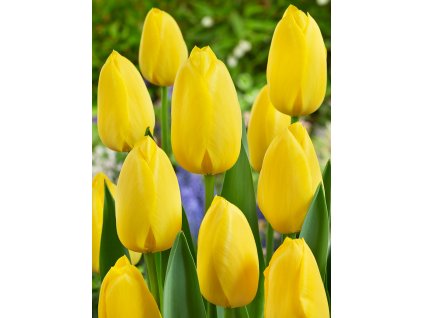 Tulipán 'Big Smile' 5 ks