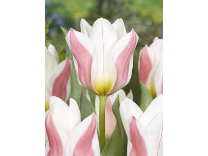 FA 23 0145 Tulipa Serano