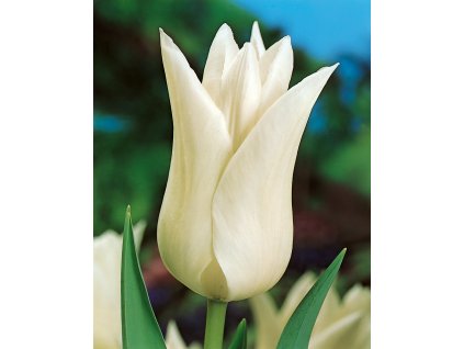 Tulipán 'White Triumphator' 5 ks