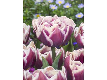 FA 20 0221 Tulipa Wyndham