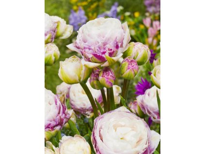 FA 18 0313 Tulipa Double Surprise
