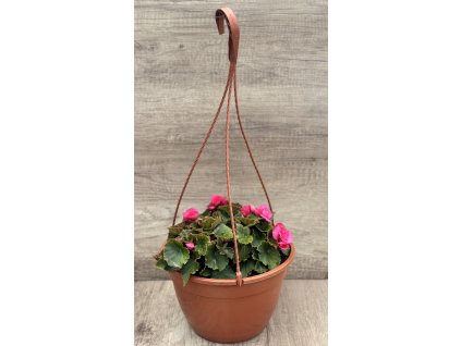 Závěs se třemi sazenicemi ´Adonia Pink®'