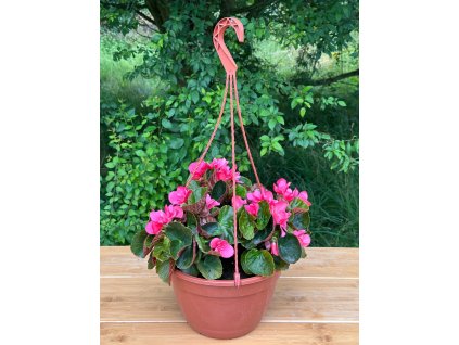 Závěs se třemi sazenicemi ´Betulia Bright Pink®' 1 ks®'
