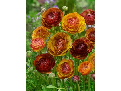 FA 14 0246 Ranunculus Picotee Cafe au Lait