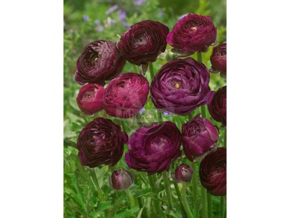 Pryskyřník 'Ranunculus purple tomer for pot' 3 ks