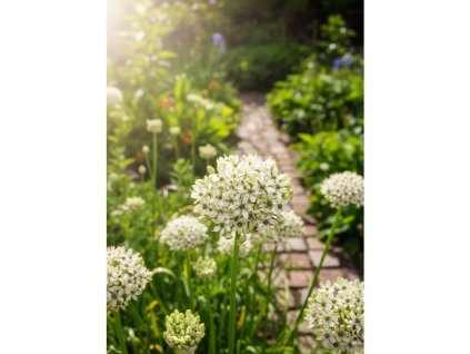 Okrasný česnek 'Nigrum' 5 ks