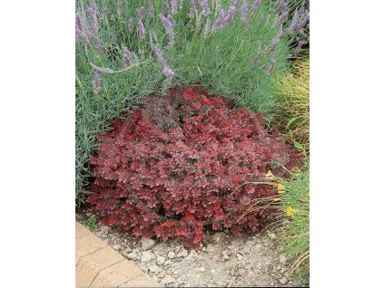 Dřišt'ál Thunbergův 'Atropurpurea' 4 L