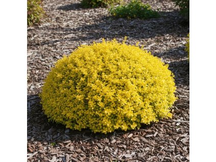 garden canvas 196cb6ca 9fa1 497c b86d 3bce7608cb74