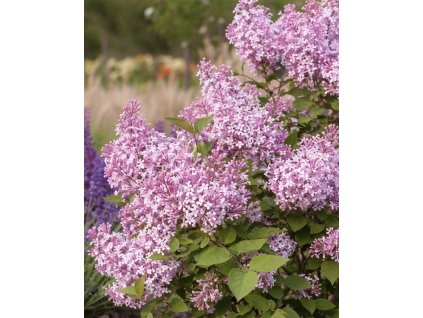 535CCA2F F475 45FE B361 907A128C65DD