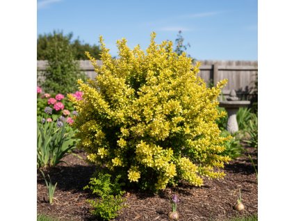 garden canvas ceefe917 a1cd 4caf bd57 b0f4786abb91