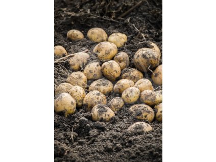 iStock 1272934735