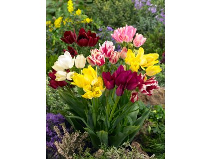 Prodej Tulipanu () Prodej Tulipanu
