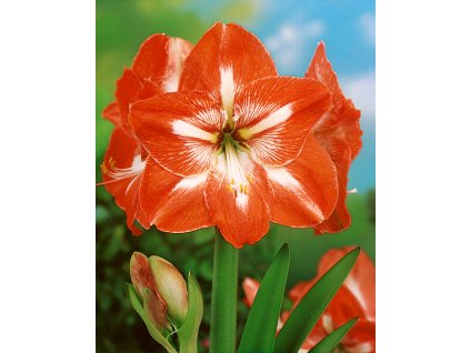 Hvězdník 'Red Amazone' 1 ks
