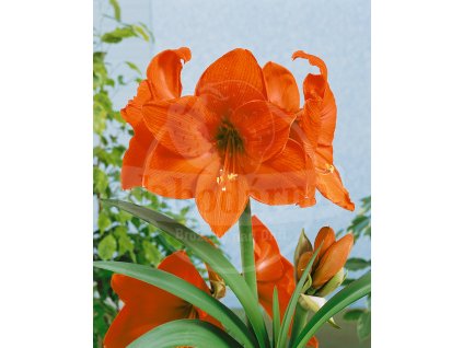 Hvězdník 'Orange queen' 1 ks
