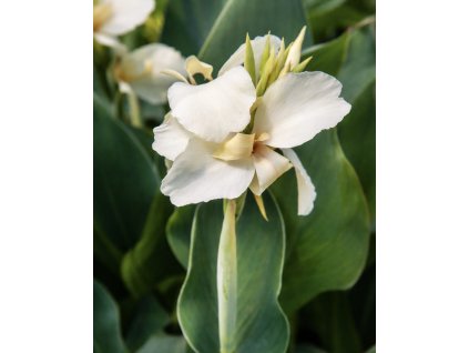 FC28A61D C14F 4EEA 8624 A68B31E85FA3