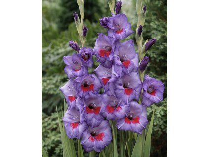 9763AF0C 887F 44E4 8BFA CBB208E4E729