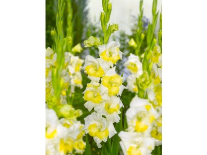 FA 11 0591 Gladiolus Buggy new