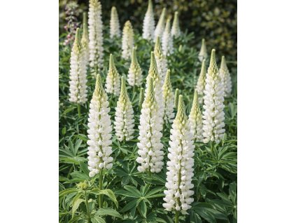 E243A64B 7467 40E6 B1D3 94AF092E2AEF