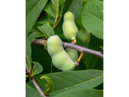 iStock 1983384753 modified 62047893 f485 4101 840d d4bc679c69dd