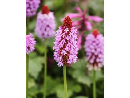 20929835 ADA1 48C2 A160 6963388F5CC4